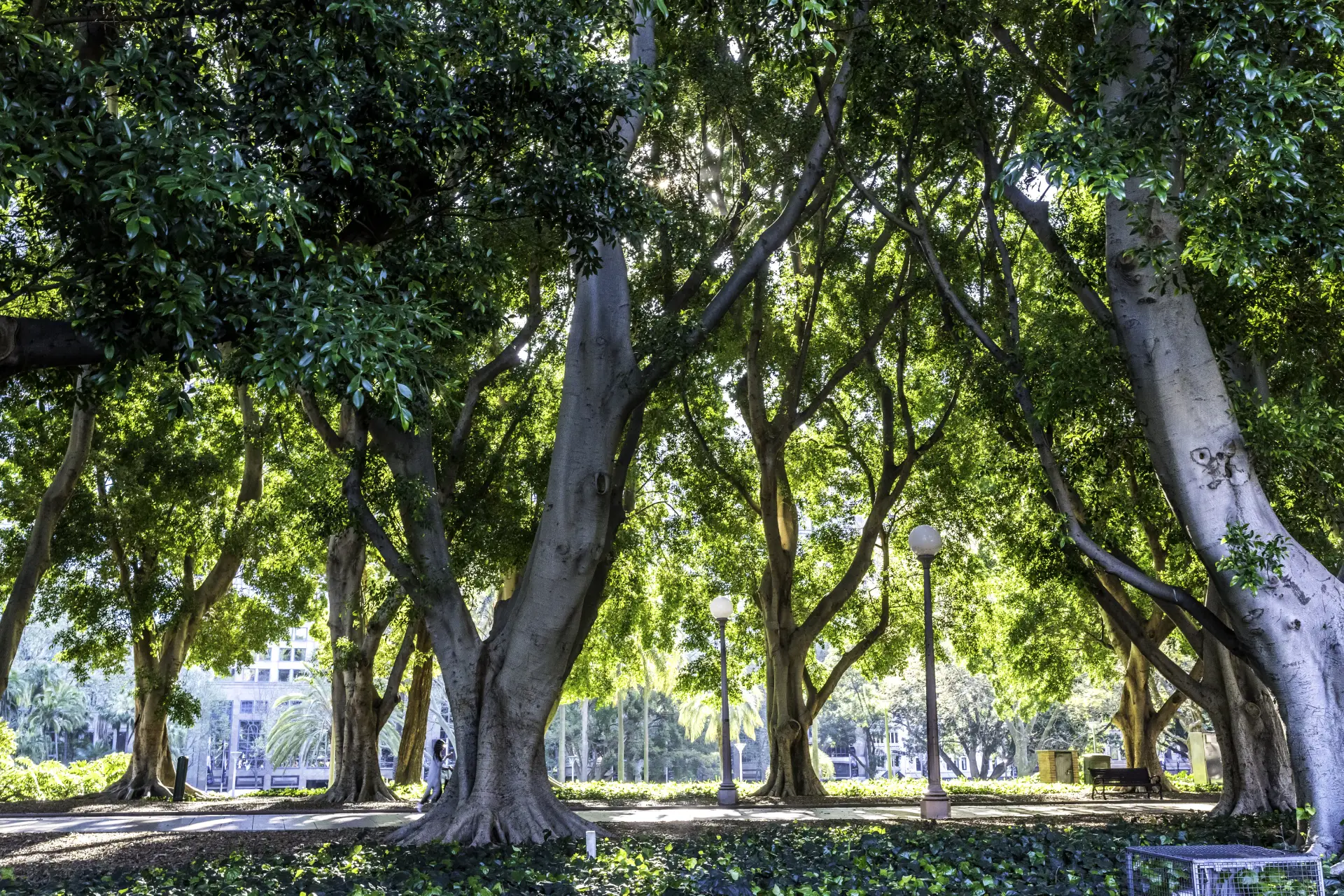 The Women’s Club is a vibrant, historic private club overlooking Sydney’s Hyde Park